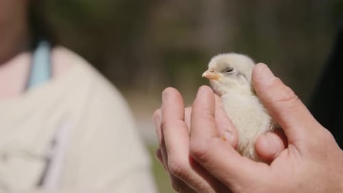 Gentle Hands Holding a Small, Yellow Chick