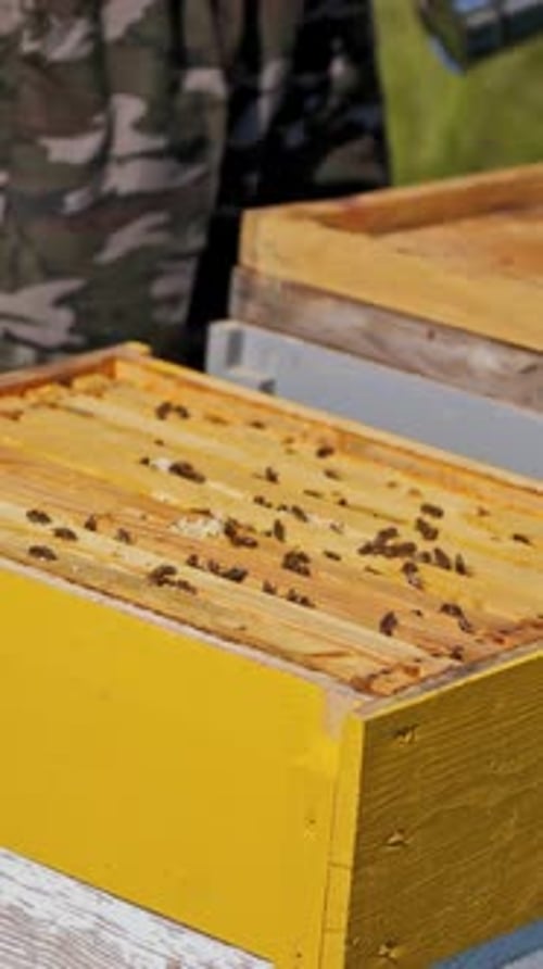 Wooden hive. Beekeeper closes beehive after inspecting bees in summer. Close-up.