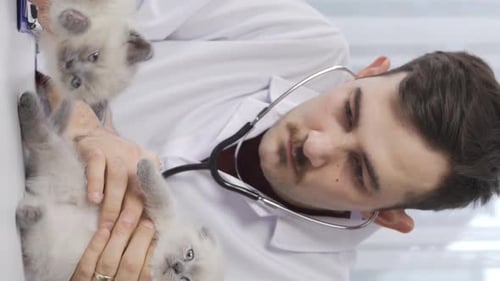 Vertical Video of The vet examines two kittens.