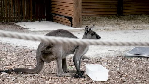 Kangaroo Standing Alert Hd