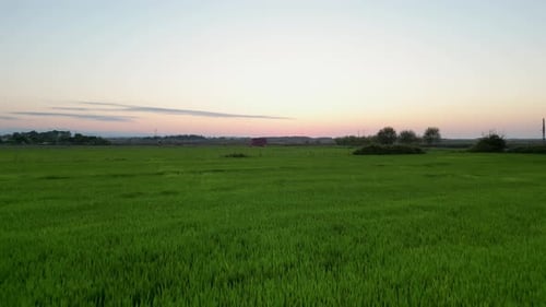 rice field