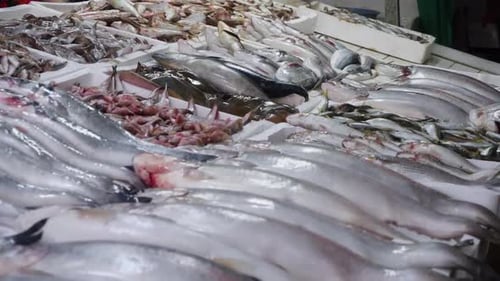 Handaufnahme verschiedener Meeresfrüchte, die auf dem Markt ausgestellt sind