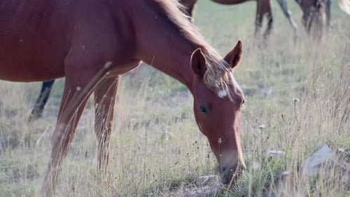 Pastoral Mare Grazing Peacefully Outdoors Serene Countryside Landscape With Grazing Horse And