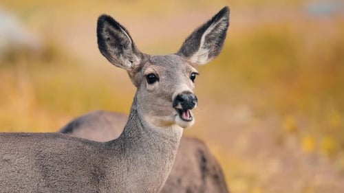 Deer Chewing Food in Grassy Nature Area
