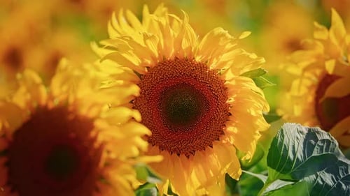 Vibrant Sunflowers Blooming in a Golden Field