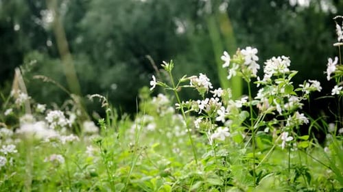 White Flowers And Grass On A Meadow On Summer Day