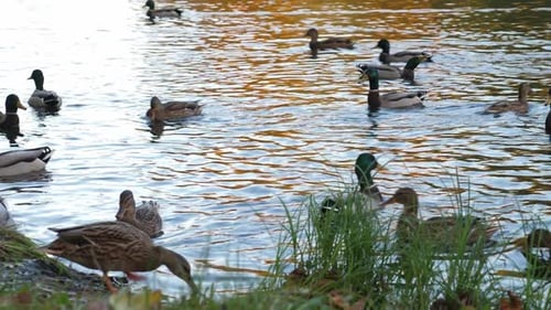 Canards sauvages nageant dans un parc d'automne au bord du lac