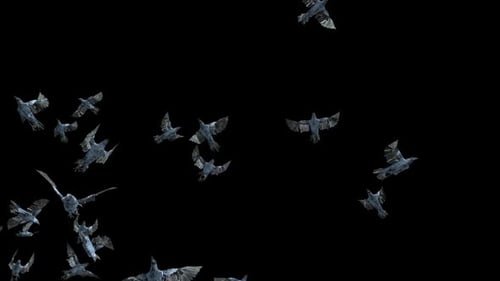 23 Krähenvogel, fliegende Fledermaus HD