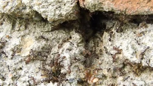 Vue macro HD de la fourmi noire sur la pierre