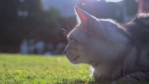 Portrait of a beautiful cat