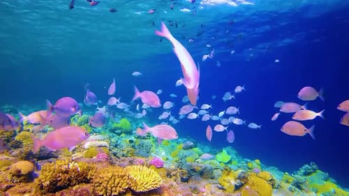 Coral and fish, Tropical Sea Life 4K