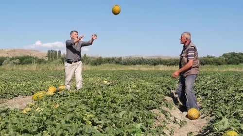 Men Harvesting Melons Together on Farm on Sunny Day