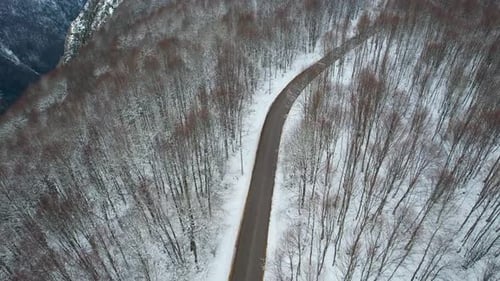 Snowy Forest Road