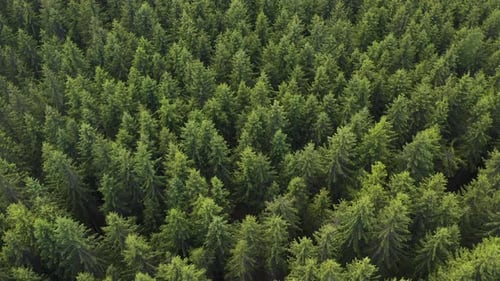 Breathtaking and Lush Green Forest Canopy Aerial View with Captivating Natures Splendor