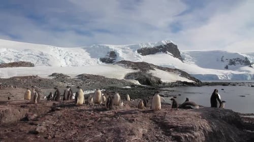 Penguins on the Beach
