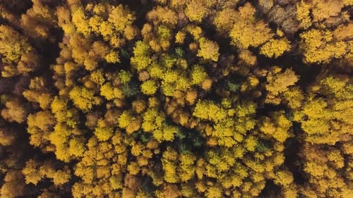 Top Down View of a Colorful Autumn Forest
