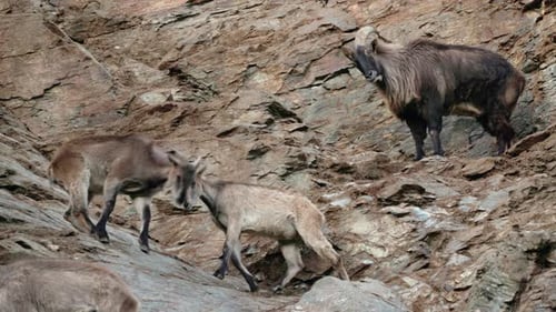 Wild Mountain Goats Standing and Walking Across a Steep Rocky Cliff Showing Strength Balance and