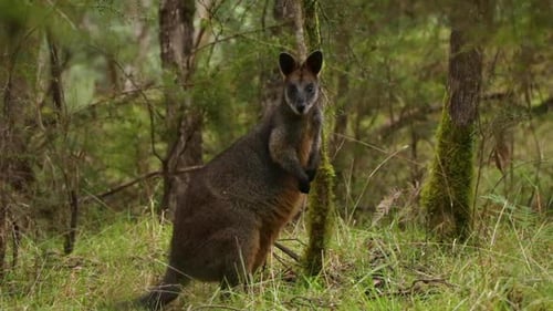 Altes Sumpfwallaby (Wallabia bicolor) Makropodenbeuteltier aus Ostaustralien in wilder Buschlandschaft