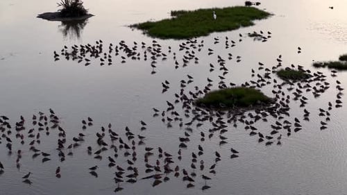 Aerial view of sandpipers flock in shallow marsh