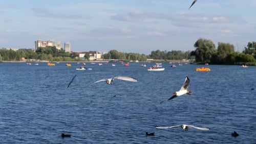 Seagulls Flock Flies Over Tranquil River with Numerous Boats