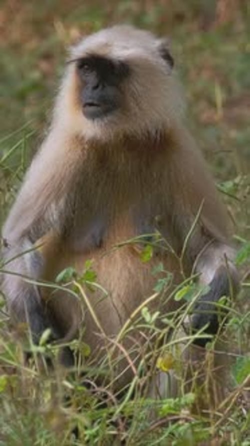 Langur gris commun indien ou Langur Hanuman dans le parc national de Ranthambore, Rajasthan, Inde