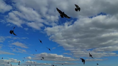 Birds Fly Together Through a Cloudy Blue Sky