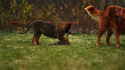 Cute Puppy Picking up a Stick Next to Fluffy Adult Golden Brown Retriever