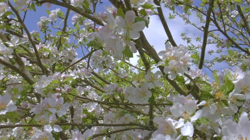 shot through apple blossoms