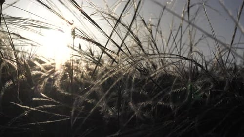 Sunlight Through Wild Grass at Sunrise or Sunset