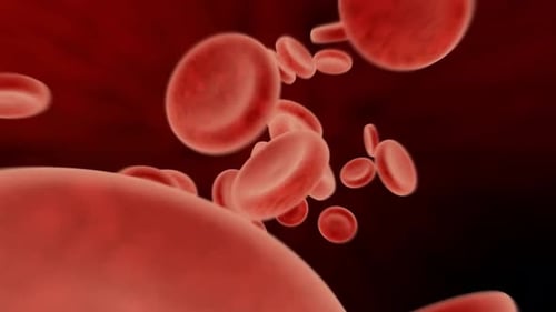 Red Blood Cells Flowing Through a Human Blood Vessel