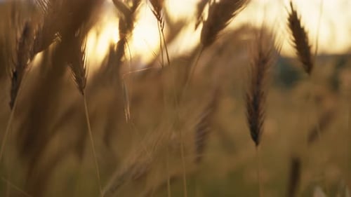 Wheat Field Plant at Sunset in the Countryside