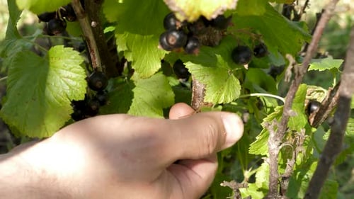 Hand Picking Fresh Black Currants From Bush