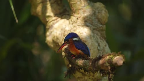 African Dwarf Kingfisher Perched on Mossy Branch