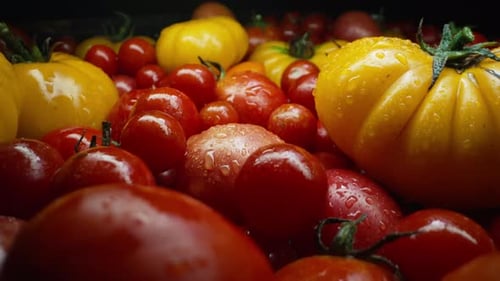 Macro Slider-Tomatensorten bei der Ernte von schwarzem frischem Bio-Gemüse