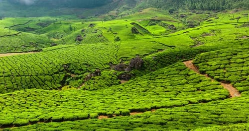 Timelapse des plantations de thé vert à Munnar, au Kerala, en Inde