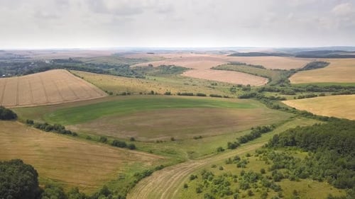 Aerial View of Yellow Agriculture Wheat Field Ready to Be Harvested in Late Summer