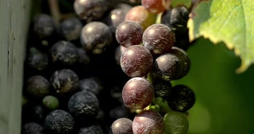 Raisins sur la vigne, agriculture viticole