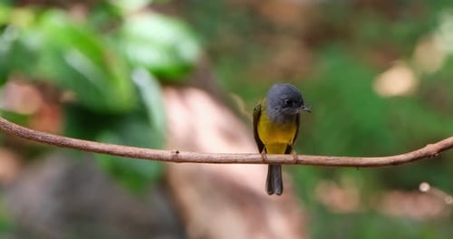Camera zooms out showing this bird perched on a small vine while frantically looking down, Gray-head