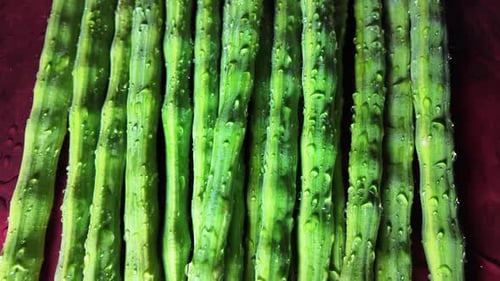 Close-up of Fresh Green Drumsticks with Water Droplets