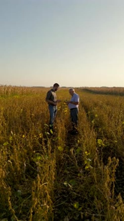 Two farmers standing in a field examining soy crop before harvest.