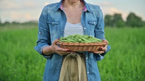 Harvest of Green Long Asparagus Beans in Basket in Hands of Female Gardener Farmer