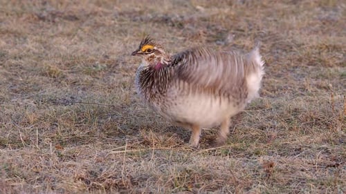 Sharp-tailed grouse inflates purple throat pouch, dances out of frame