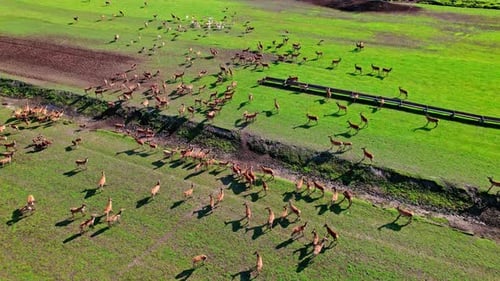 Herd of deer foraging in a lush green field during daylight