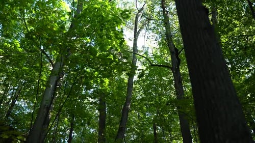 Looking Up At The Green Trees While Walking Through The Green Forest