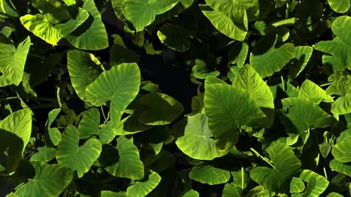 Gently Swaying Plants Background
