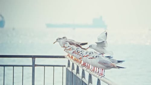 Möwen