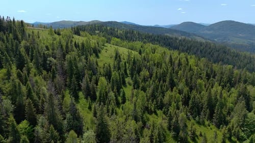 Dense Forest Covering Rolling Green Mountains Lush Coniferous and Deciduous Forest Stretches Across