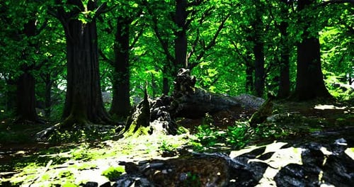 Dense Green Forest with Sunlight Filtering Through Tall Trees