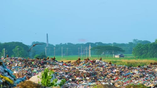 Birds Gathering Atop Huge Rural Landfill