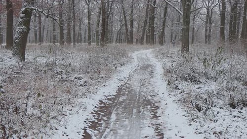 A beautiful walk through the winter forest. Trees, branches and bushes in the snow.